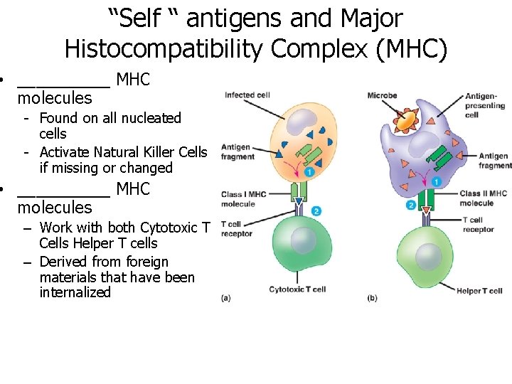 “Self “ antigens and Major Histocompatibility Complex (MHC) • _____ MHC molecules - Found