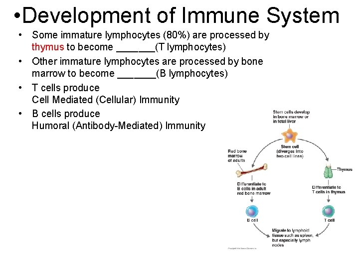  • Development of Immune System • Some immature lymphocytes (80%) are processed by