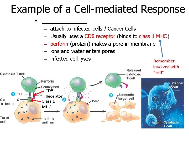 Example of a Cell-mediated Response • _______ – – – attach to infected cells