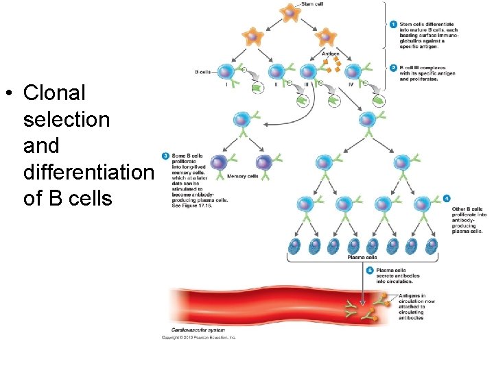 Fig. 17. 5 • Clonal selection and differentiation of B cells 