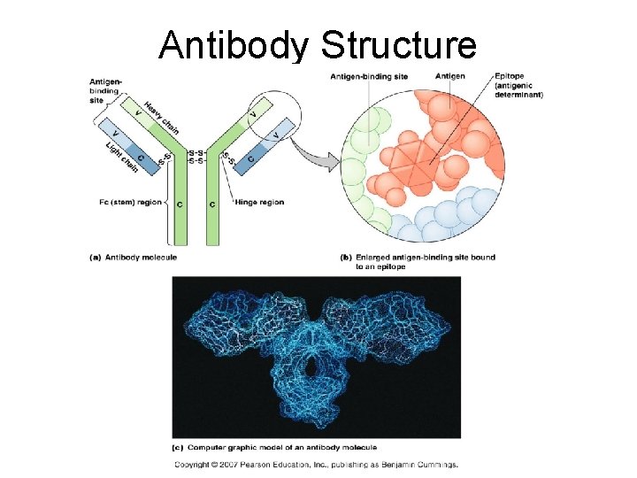 Antibody Structure 