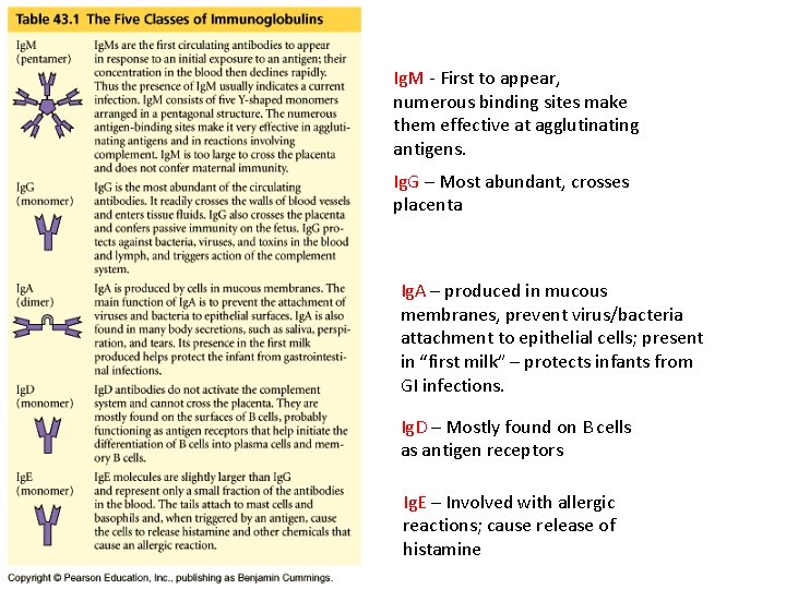 Ig. M - First to appear, numerous binding sites make them effective at agglutinating