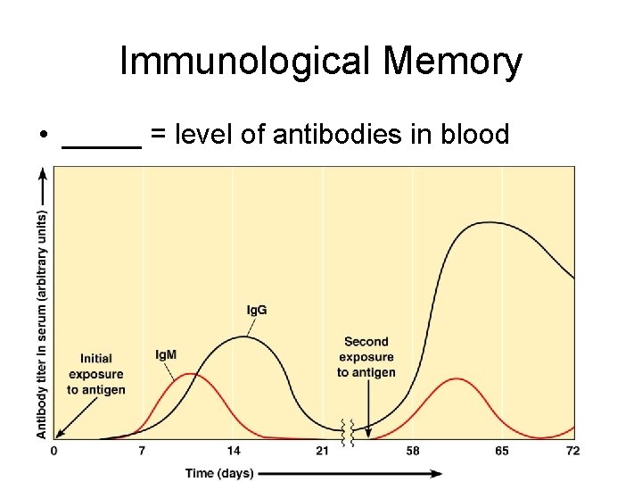 Immunological Memory • _____ = level of antibodies in blood • Figure 17. 16