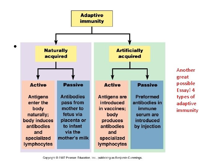  • Fig. 17 Another great possible Essay! 4 types of adaptive immunity 