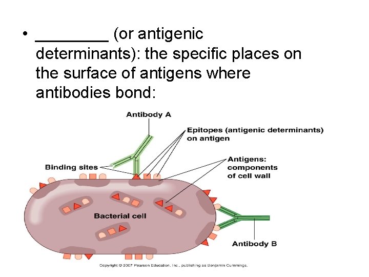  • ____ (or antigenic determinants): the specific places on the surface of antigens