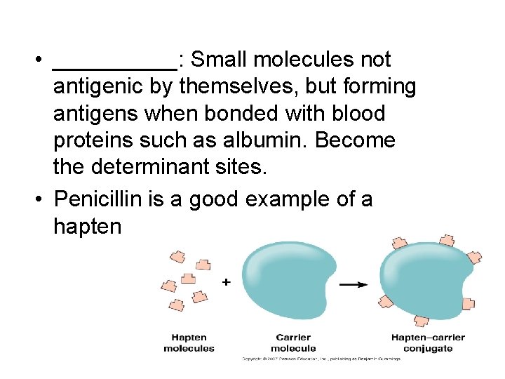  • _____: Small molecules not antigenic by themselves, but forming antigens when bonded