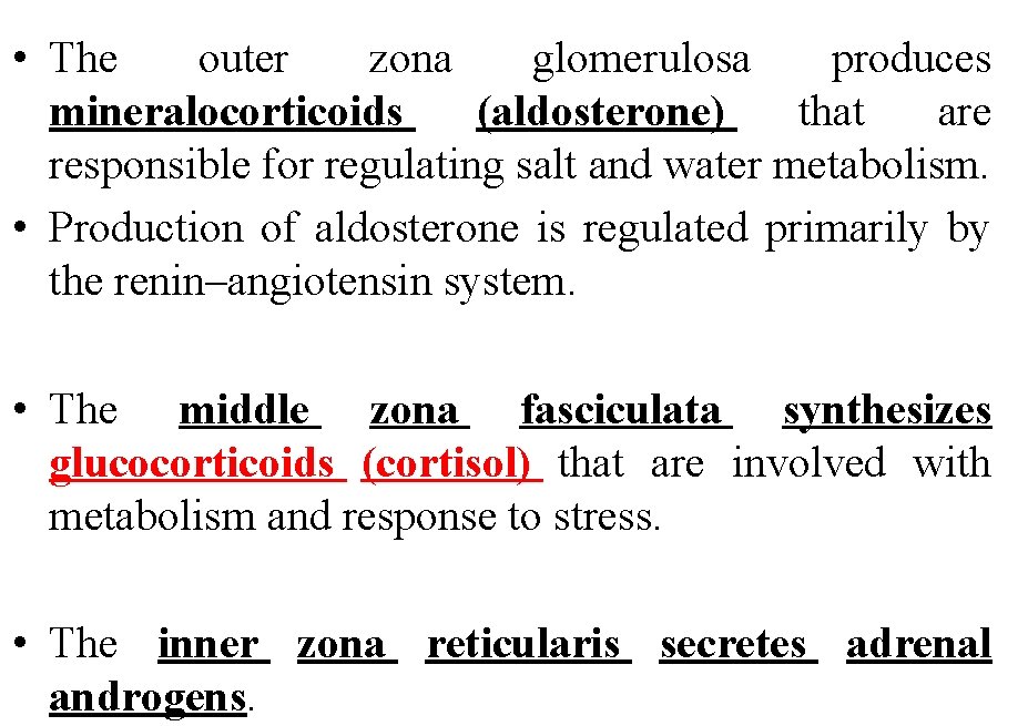  • The outer zona glomerulosa produces mineralocorticoids (aldosterone) that are responsible for regulating