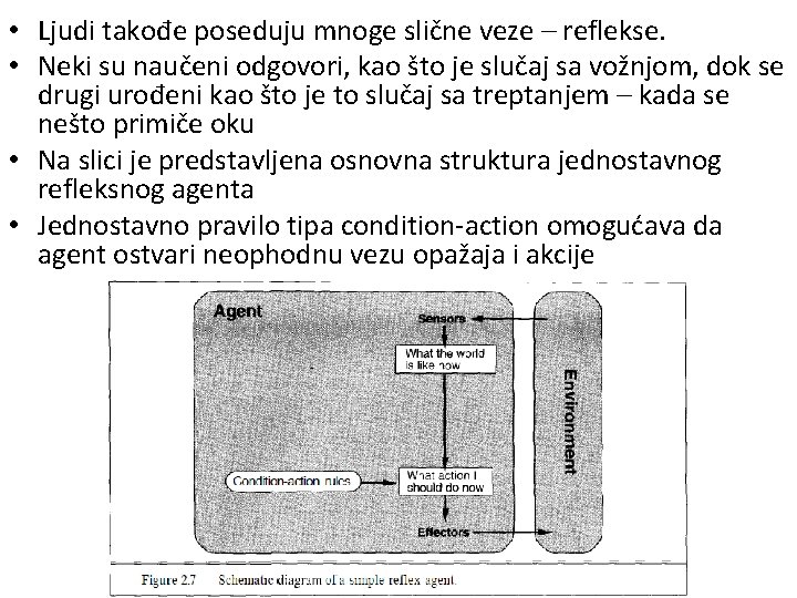  • Ljudi takođe poseduju mnoge slične veze – reflekse. • Neki su naučeni