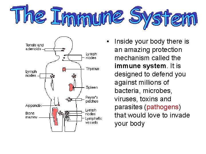 • Inside your body there is an amazing protection mechanism called the immune