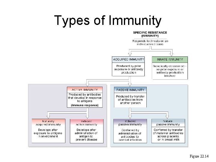 Types of Immunity Figure 22. 14 