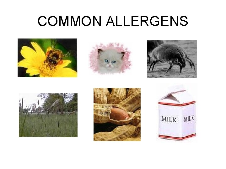 COMMON ALLERGENS 