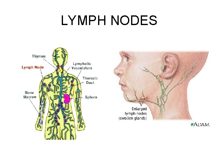 LYMPH NODES 