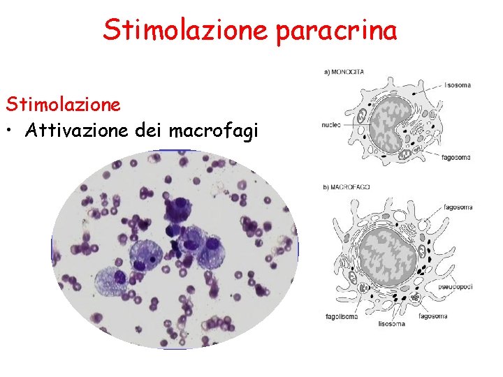 Stimolazione paracrina Stimolazione • Attivazione dei macrofagi 
