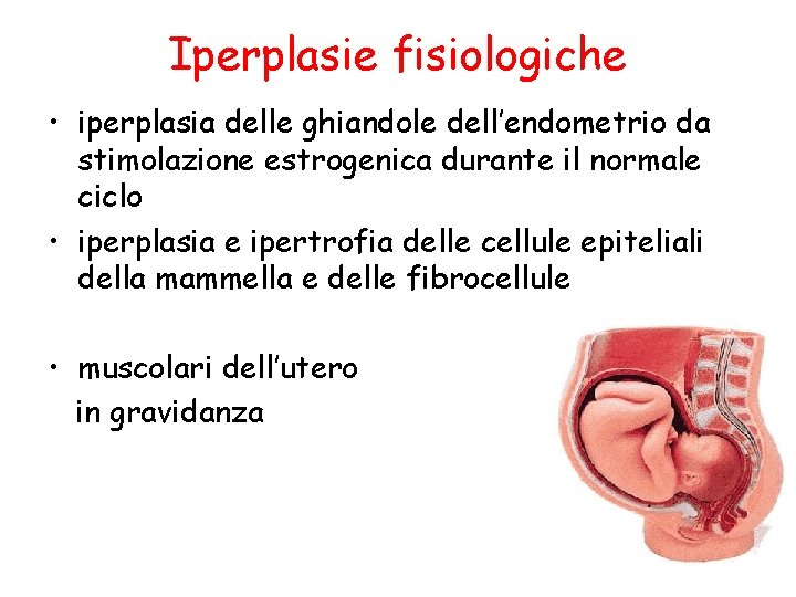 Iperplasie fisiologiche • iperplasia delle ghiandole dell’endometrio da stimolazione estrogenica durante il normale ciclo