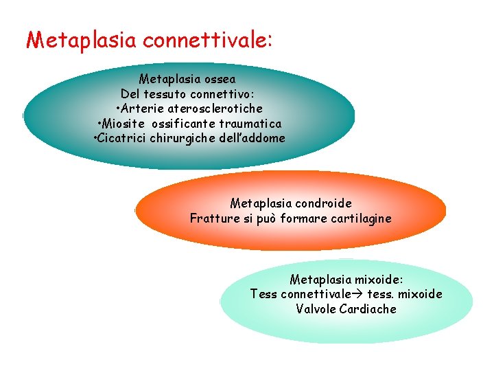 Metaplasia connettivale: Metaplasia ossea Del tessuto connettivo: • Arterie aterosclerotiche • Miosite ossificante traumatica