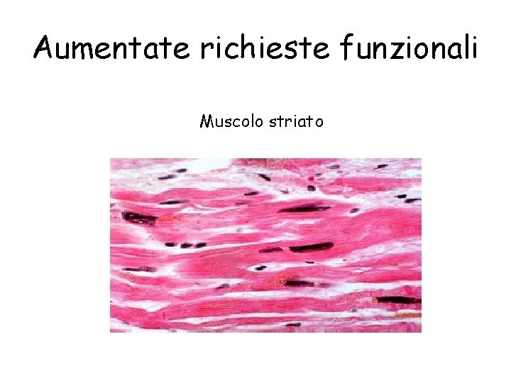 Aumentate richieste funzionali Muscolo striato 