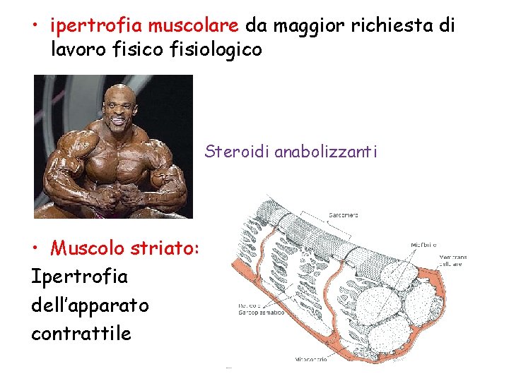  • ipertrofia muscolare da maggior richiesta di lavoro fisico fisiologico Steroidi anabolizzanti •