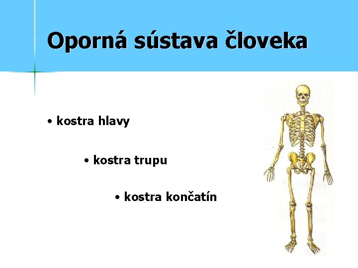 Oporná sústava človeka • kostra hlavy • kostra trupu • kostra končatín 