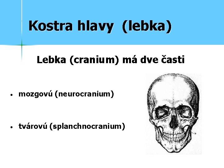 Kostra hlavy (lebka) Lebka (cranium) má dve časti • mozgovú (neurocranium) • tvárovú (splanchnocranium)