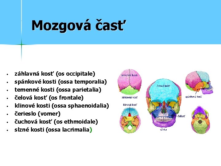 Mozgová časť • • záhlavná kosť (os occipitale) spánkové kosti (ossa temporalia) temenné kosti