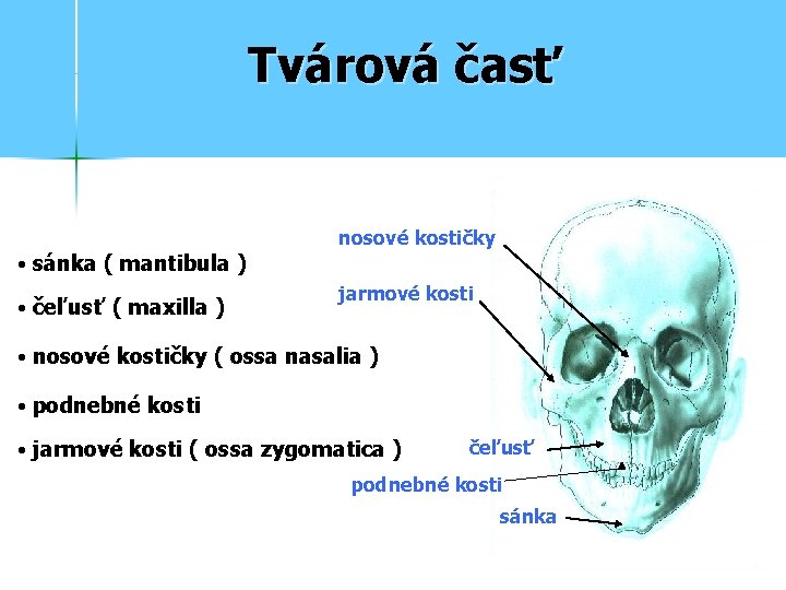 Tvárová časť nosové kostičky • sánka ( mantibula ) • čeľusť ( maxilla )