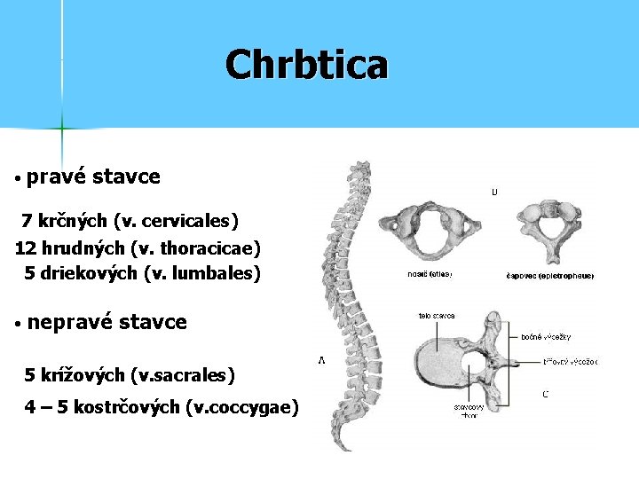 Chrbtica • pravé stavce 7 krčných (v. cervicales) 12 hrudných (v. thoracicae) 5 driekových