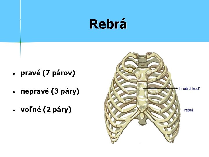 Rebrá • pravé (7 párov) • nepravé (3 páry) • voľné (2 páry) 