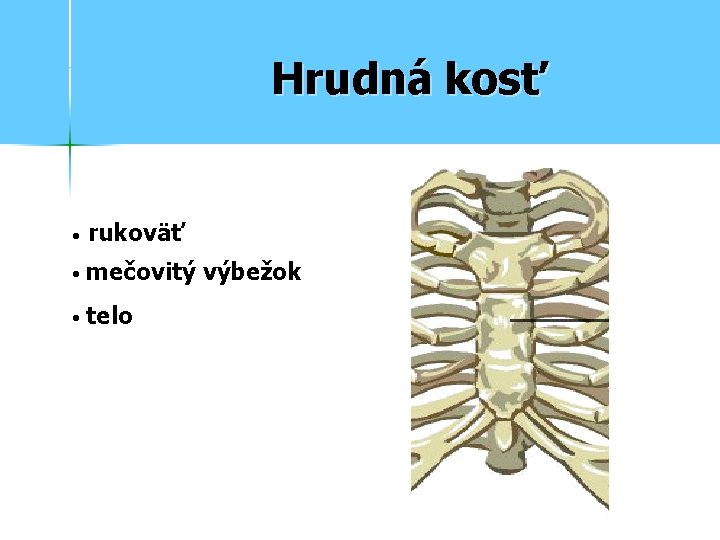 Hrudná kosť • rukoväť • mečovitý výbežok • telo 