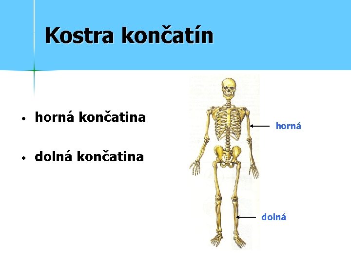 Kostra končatín • horná končatina • dolná končatina horná dolná 