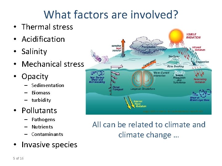  • • • What factors are involved? Thermal stress Acidification Salinity Mechanical stress