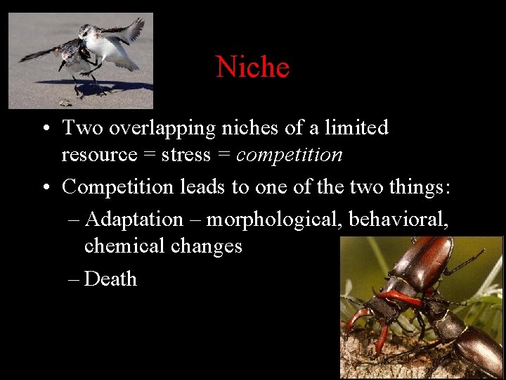 Niche • Two overlapping niches of a limited resource = stress = competition •