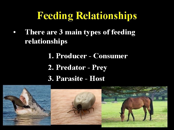 Feeding Relationships • There are 3 main types of feeding relationships 1. Producer -