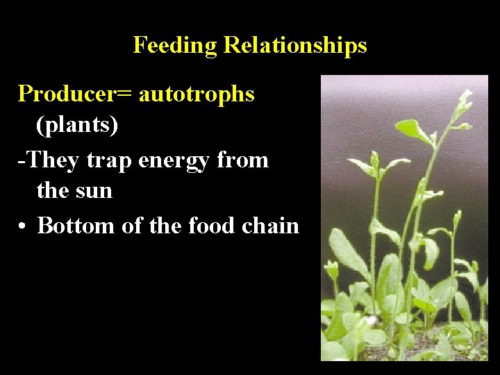 Feeding Relationships Producer= autotrophs (plants) -They trap energy from the sun • Bottom of