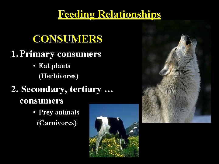 Feeding Relationships CONSUMERS 1. Primary consumers • Eat plants (Herbivores) 2. Secondary, tertiary …