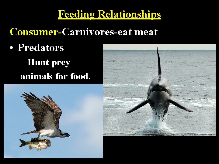 Feeding Relationships Consumer-Carnivores-eat meat • Predators – Hunt prey animals for food. 