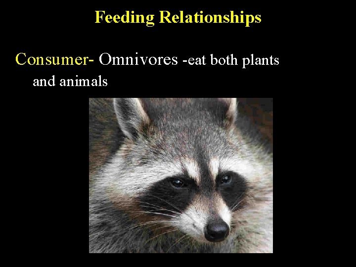 Feeding Relationships Consumer- Omnivores -eat both plants and animals 