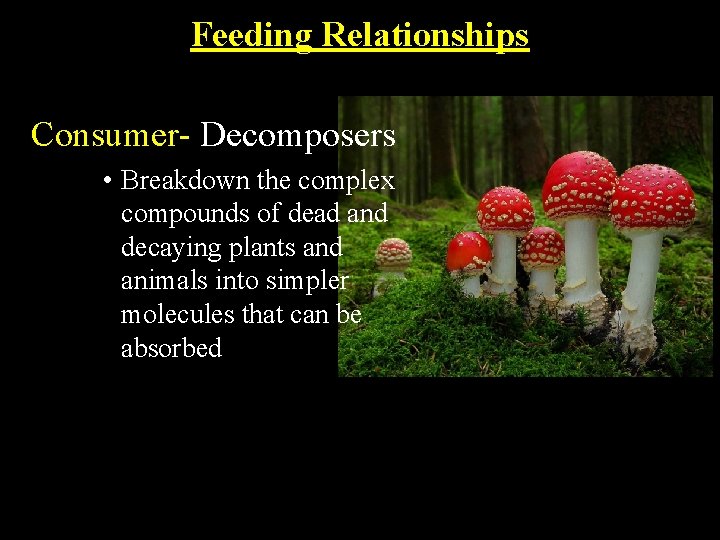 Feeding Relationships Consumer- Decomposers • Breakdown the complex compounds of dead and decaying plants