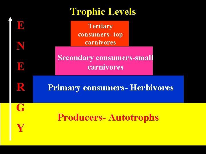 Trophic Levels E N E R G Y Tertiary consumers- top carnivores Secondary consumers-small