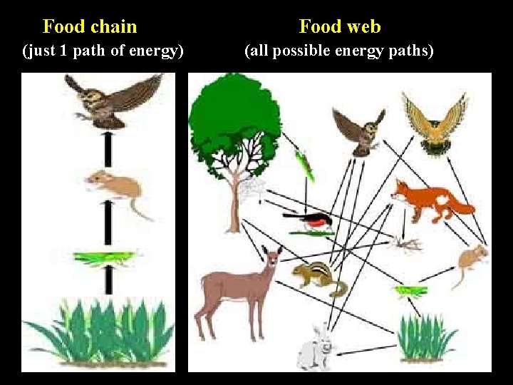 Food chain (just 1 path of energy) Food web (all possible energy paths) 
