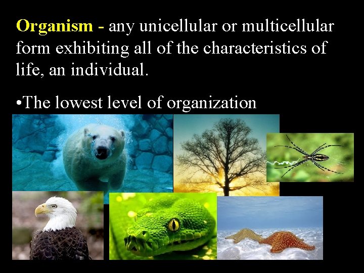 Organism - any unicellular or multicellular form exhibiting all of the characteristics of life,