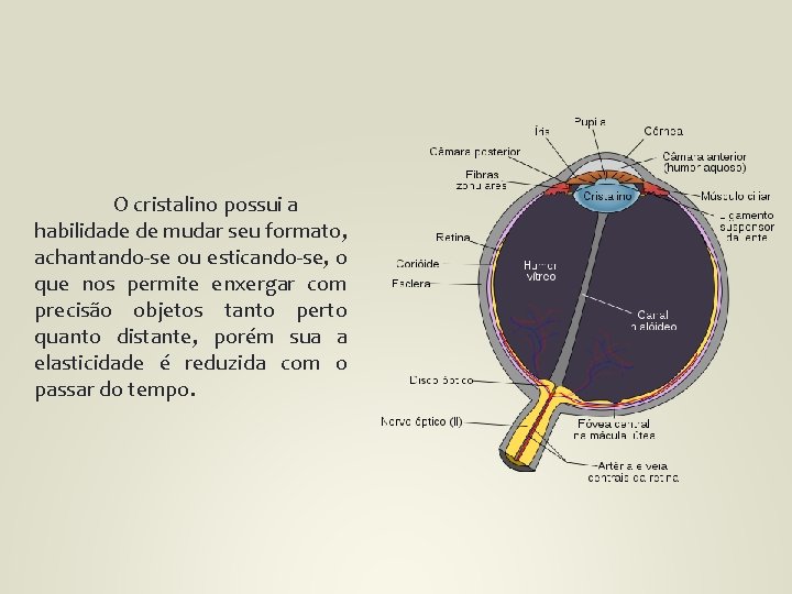 O cristalino possui a habilidade de mudar seu formato, achantando-se ou esticando-se, o que