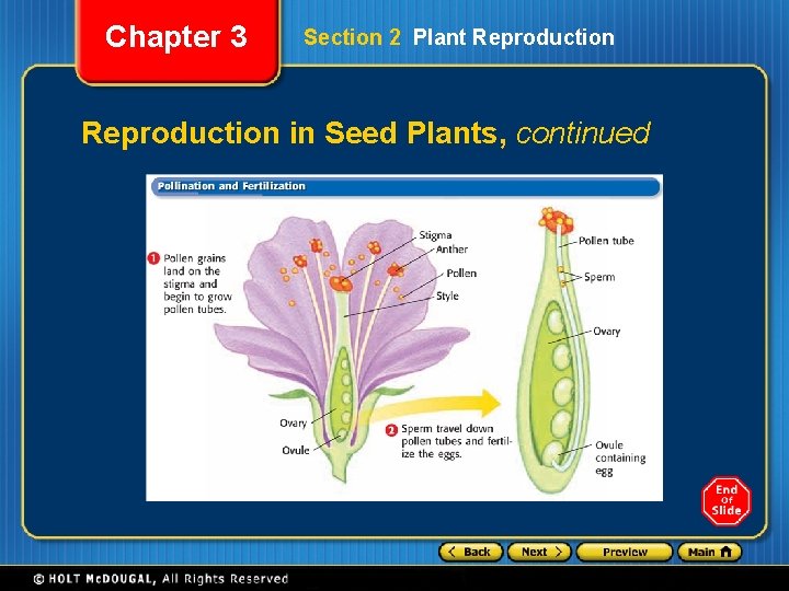 Chapter 3 Section 2 Plant Reproduction in Seed Plants, continued 