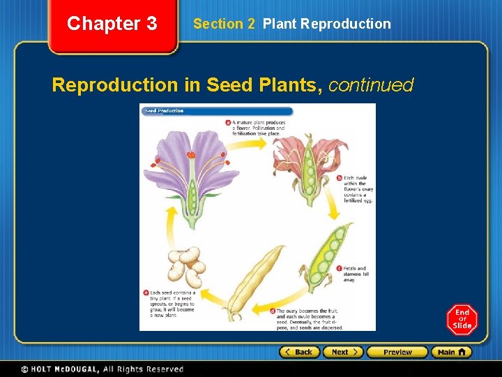 Chapter 3 Section 2 Plant Reproduction in Seed Plants, continued 