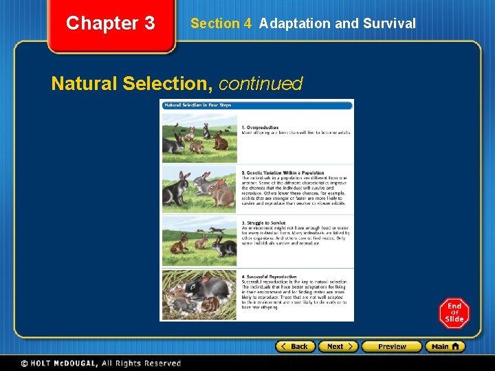 Chapter 3 Section 4 Adaptation and Survival Natural Selection, continued 