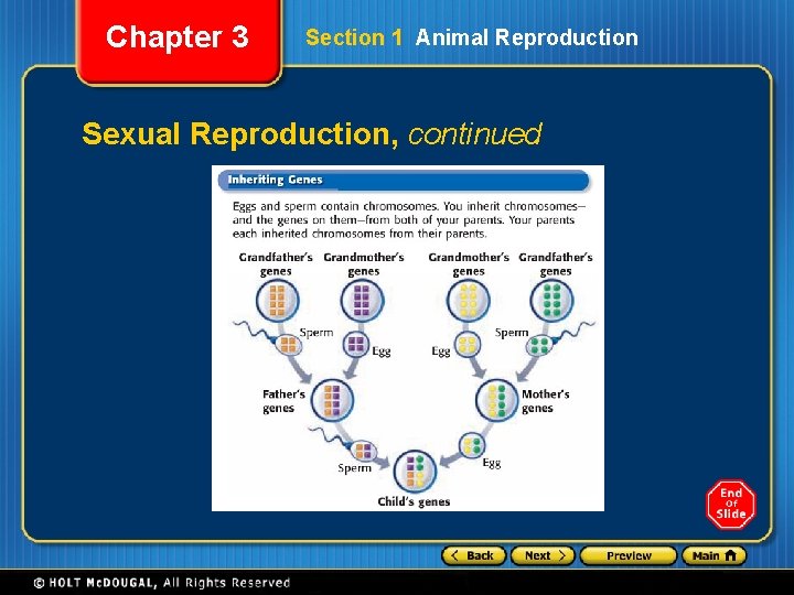 Chapter 3 Section 1 Animal Reproduction Sexual Reproduction, continued 