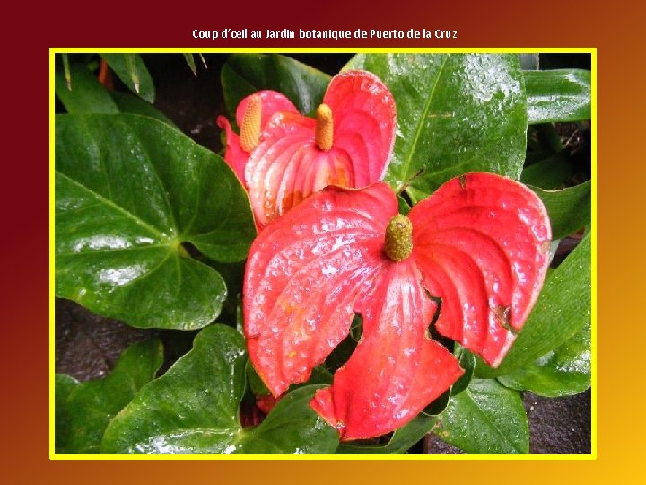 Coup d’œil au Jardin botanique de Puerto de la Cruz 