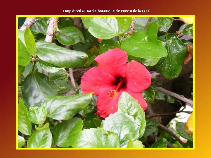 Coup d’œil au Jardin botanique de Puerto de la Cruz 