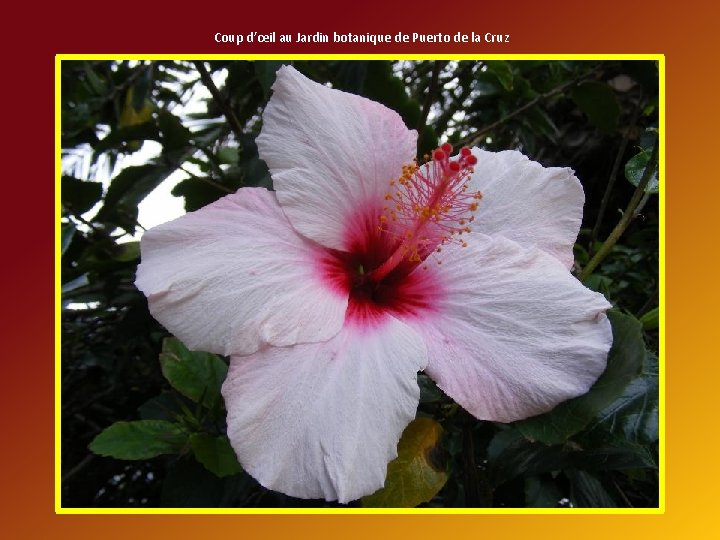 Coup d’œil au Jardin botanique de Puerto de la Cruz 