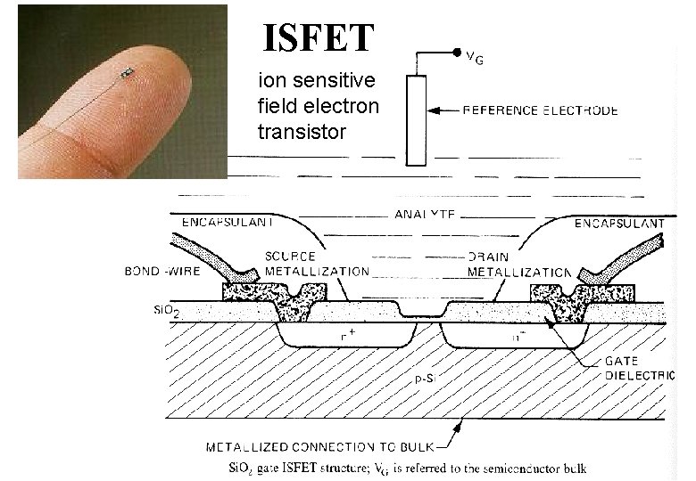 ISFET ion sensitive field electron transistor 