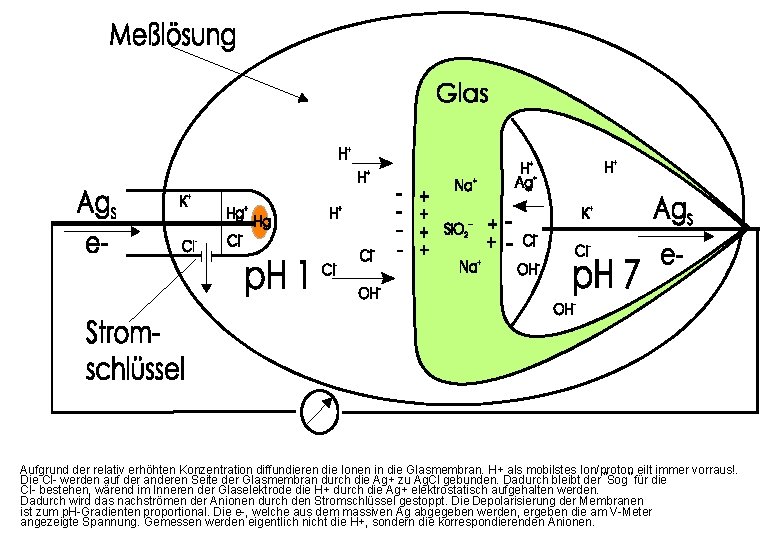 Aufgrund der relativ erhöhten Konzentration diffundieren die Ionen in die Glasmembran. H+ als mobilstes